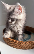 Load image into Gallery viewer, Black Silver Maine Coon male / Located in Ottawa area
