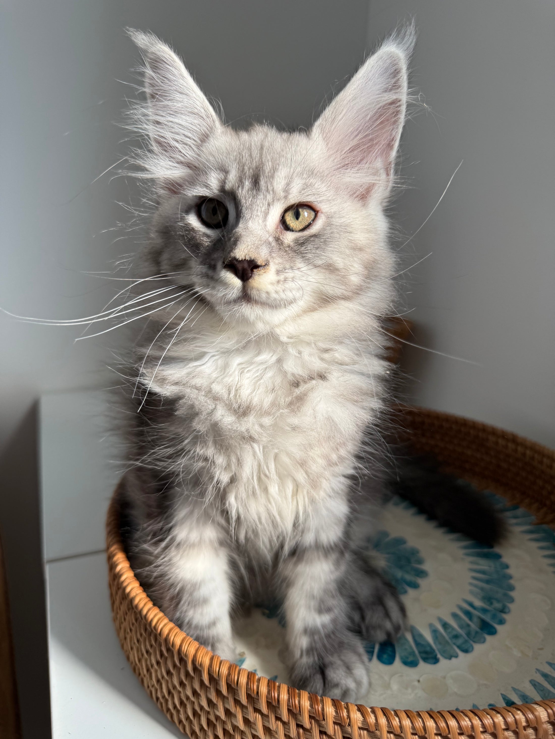 Black Silver Maine Coon male / Located in Ottawa area