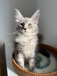 Load image into Gallery viewer, Black Silver Maine Coon male / Located in Ottawa area
