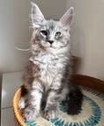 Load image into Gallery viewer, Black Silver Maine Coon male / Located in Ottawa area

