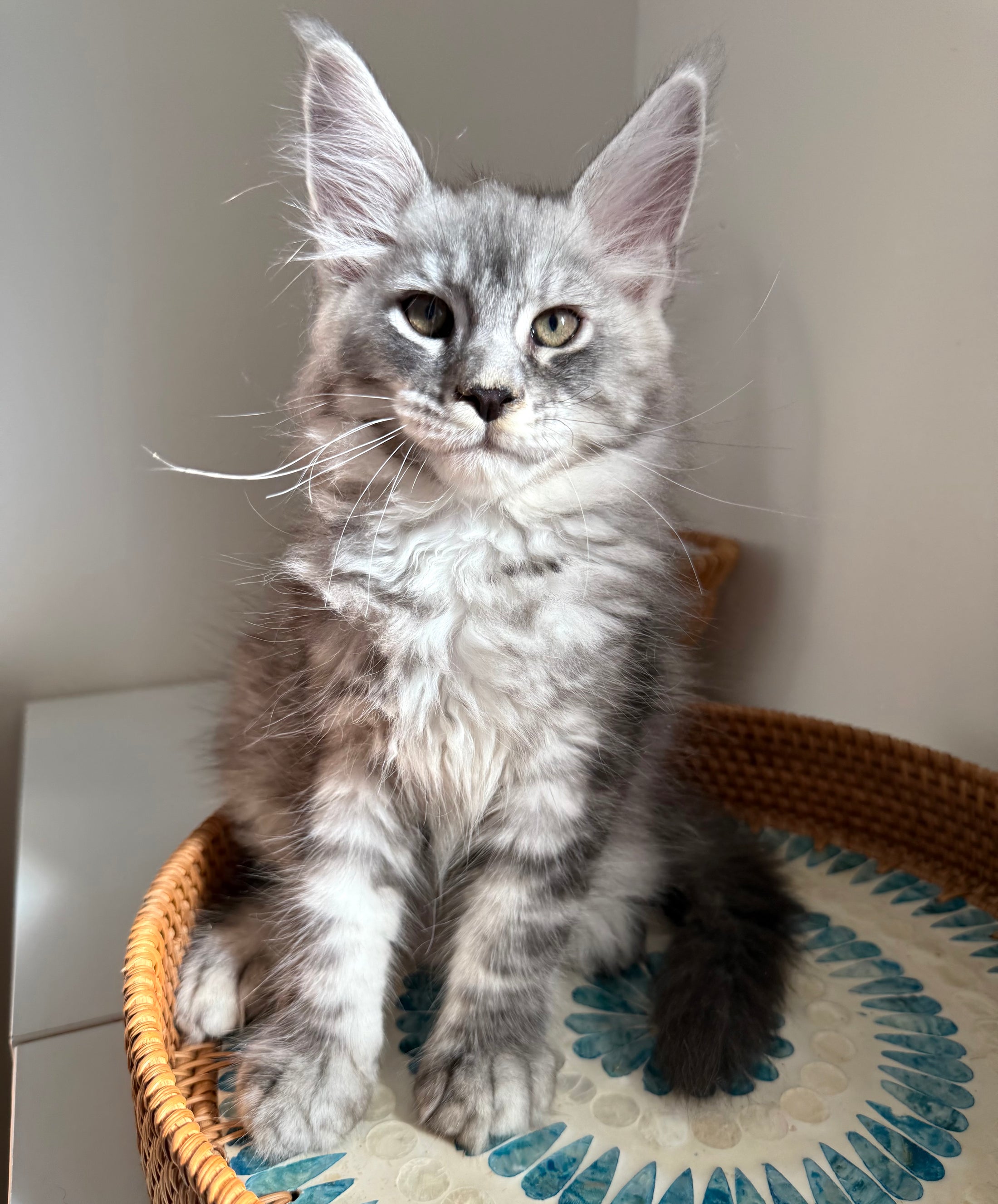 Black Silver Maine Coon male / Located in Ottawa area