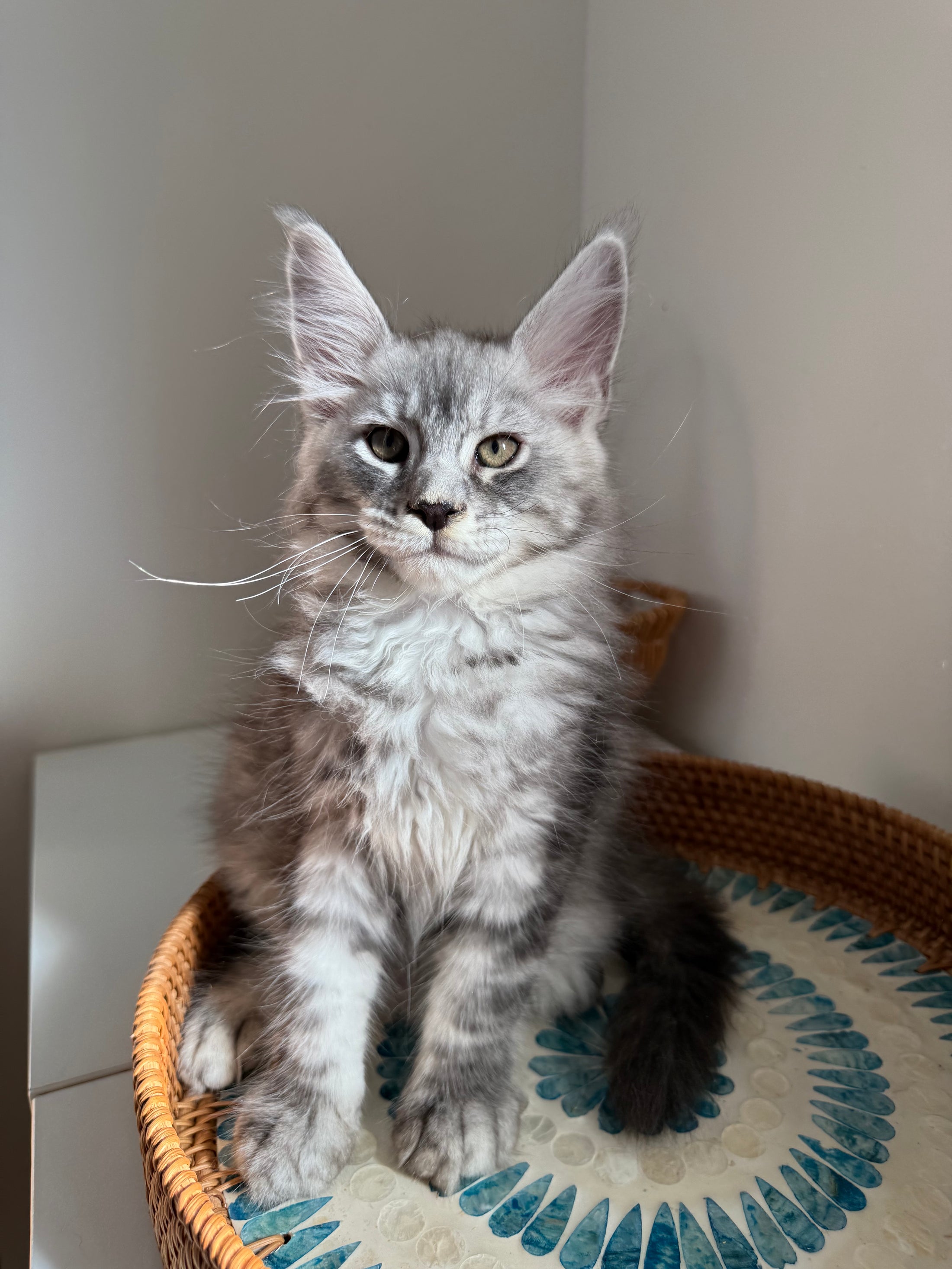 Black Silver Maine Coon male / Located in Ottawa area