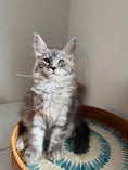 Load image into Gallery viewer, Black Silver Maine Coon male / Located in Ottawa area
