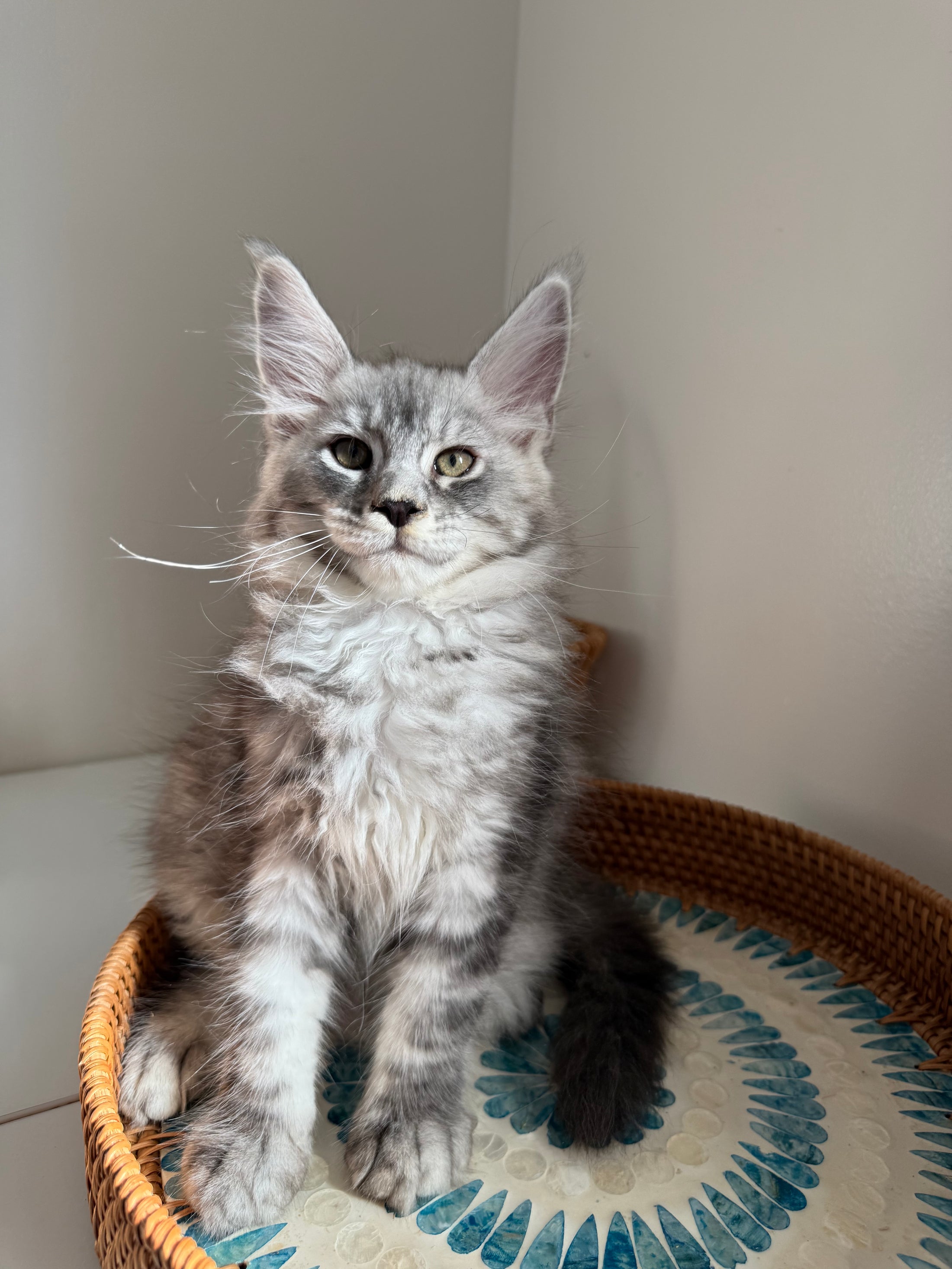 Black Silver Maine Coon male / Located in Ottawa area