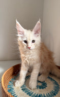Load image into Gallery viewer, Red Smoke Maine Coon male / Located in Ottawa area
