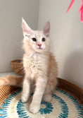 Load image into Gallery viewer, Red Smoke Maine Coon male / Located in Ottawa area
