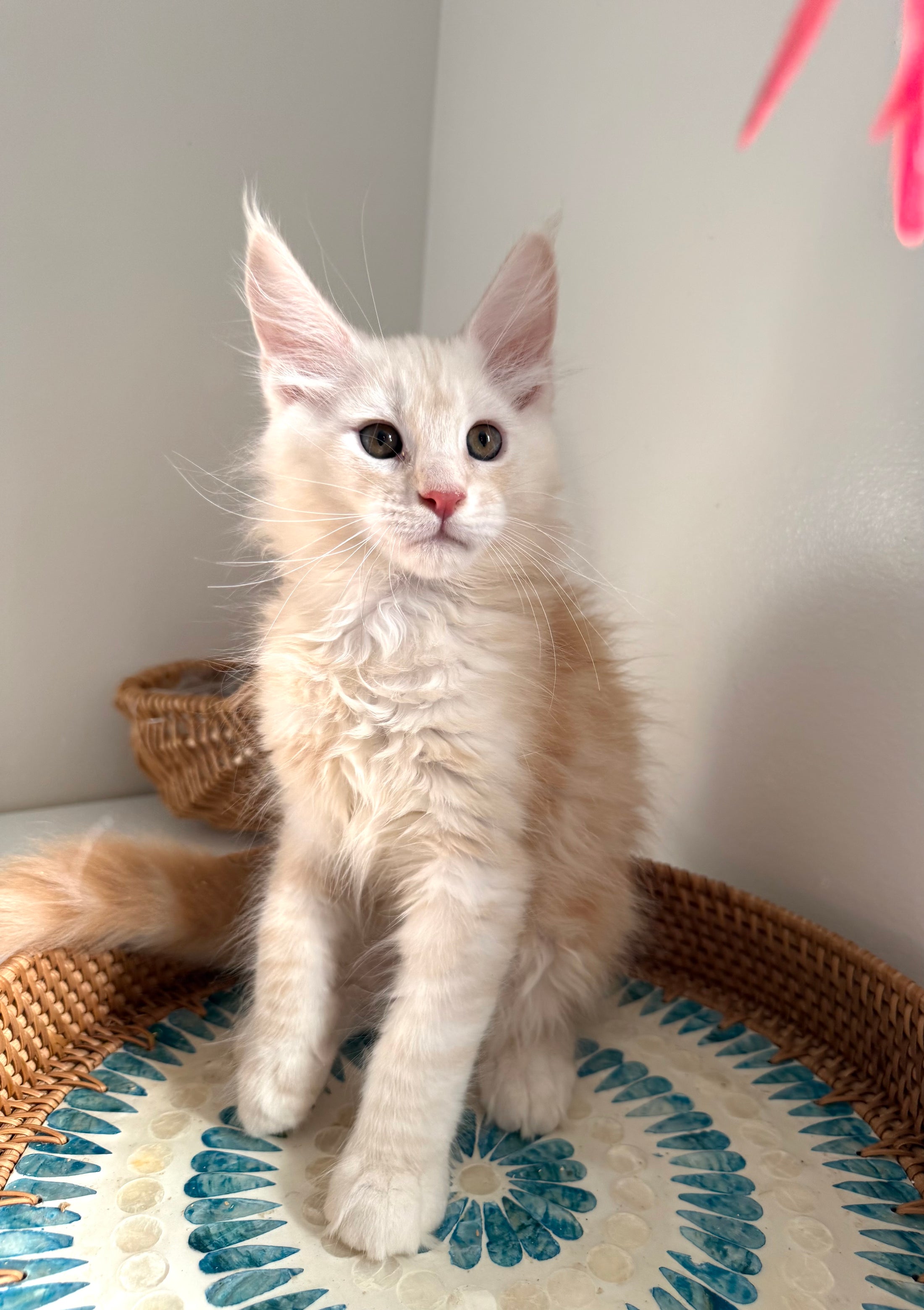 Red Smoke Maine Coon male / Located in Ottawa area