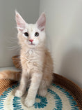 Load image into Gallery viewer, Red Smoke Maine Coon male / Located in Ottawa area
