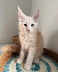 Load image into Gallery viewer, Red Smoke Maine Coon male / Located in Ottawa area

