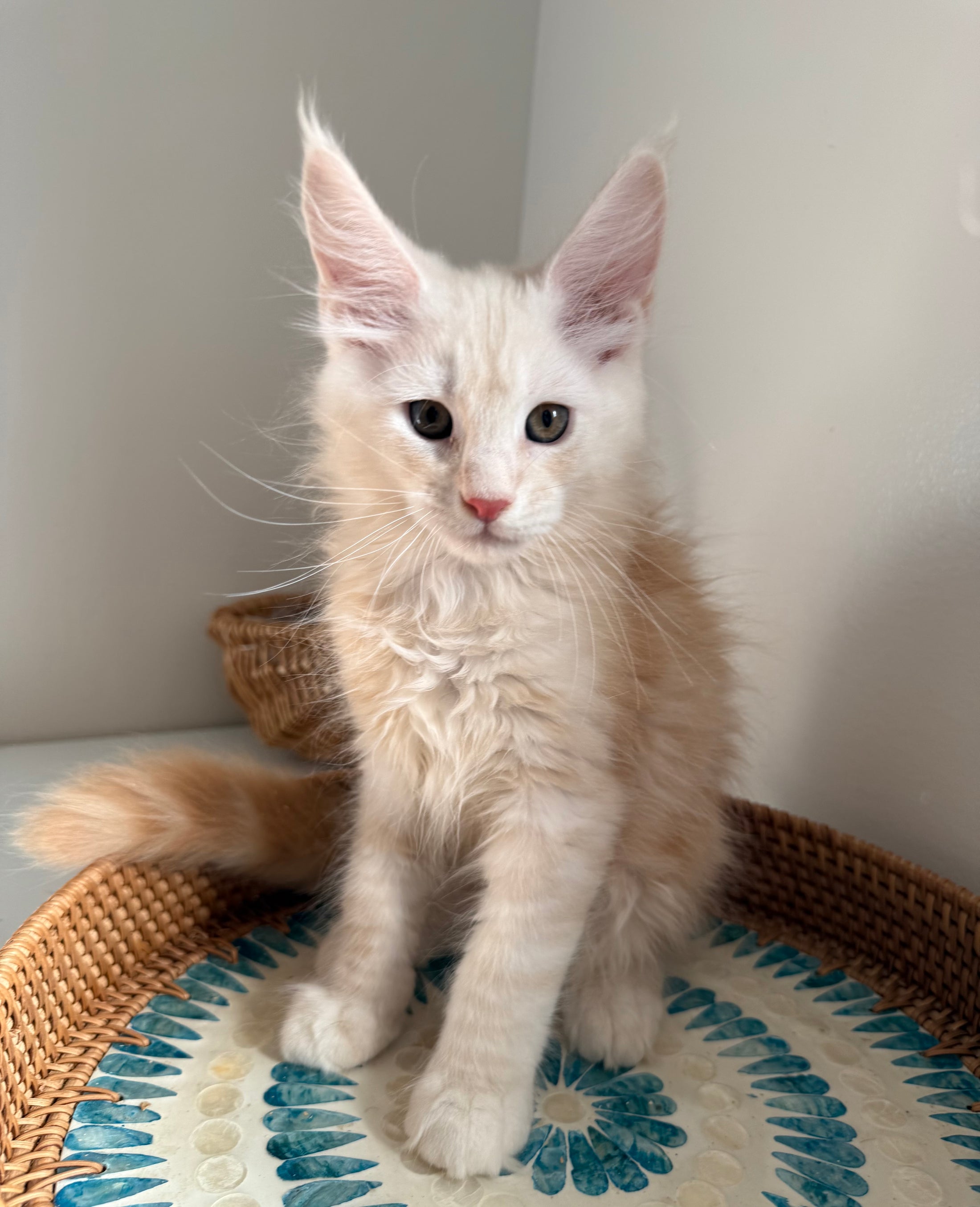 Red Smoke Maine Coon male / Located in Ottawa area