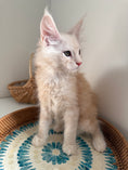 Load image into Gallery viewer, Red Smoke Maine Coon male / Located in Ottawa area
