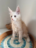 Load image into Gallery viewer, Red Smoke Maine Coon male / Located in Ottawa area
