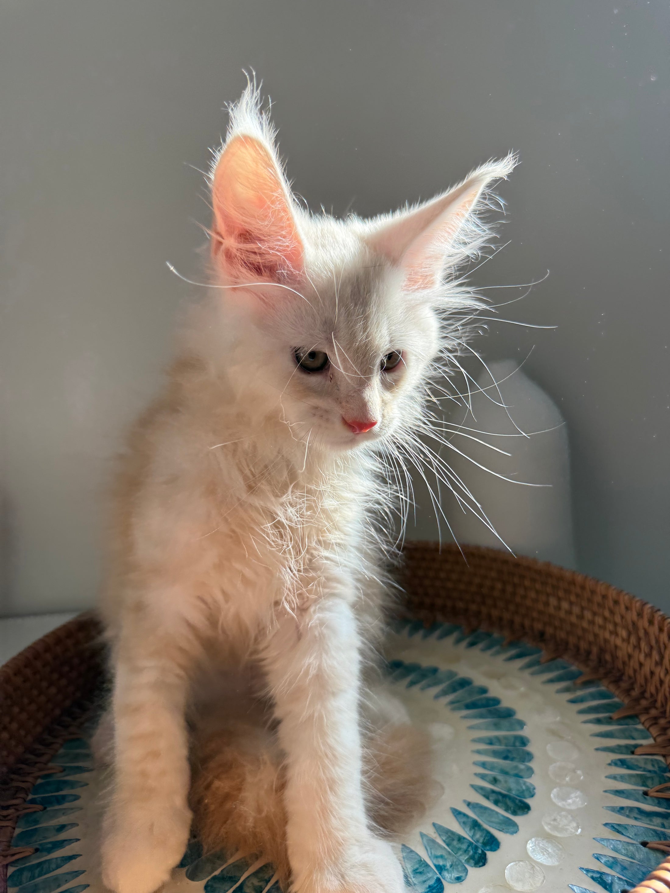 Red Smoke Maine Coon male / Located in Ottawa area