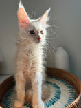Load image into Gallery viewer, Red Smoke Maine Coon male / Located in Ottawa area
