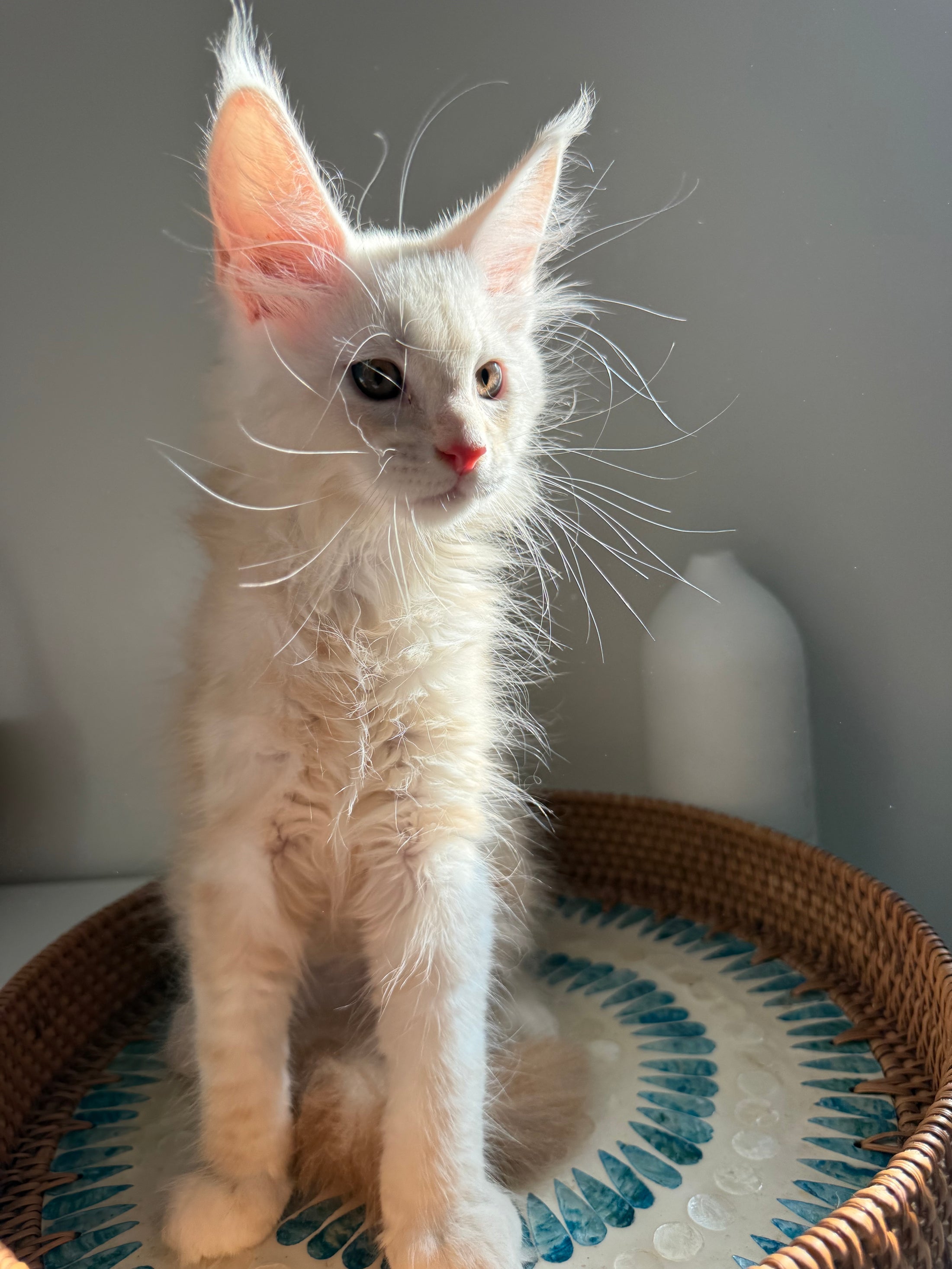 Red Smoke Maine Coon male / Located in Ottawa area