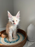 Load image into Gallery viewer, Red Smoke Maine Coon male / Located in Ottawa area
