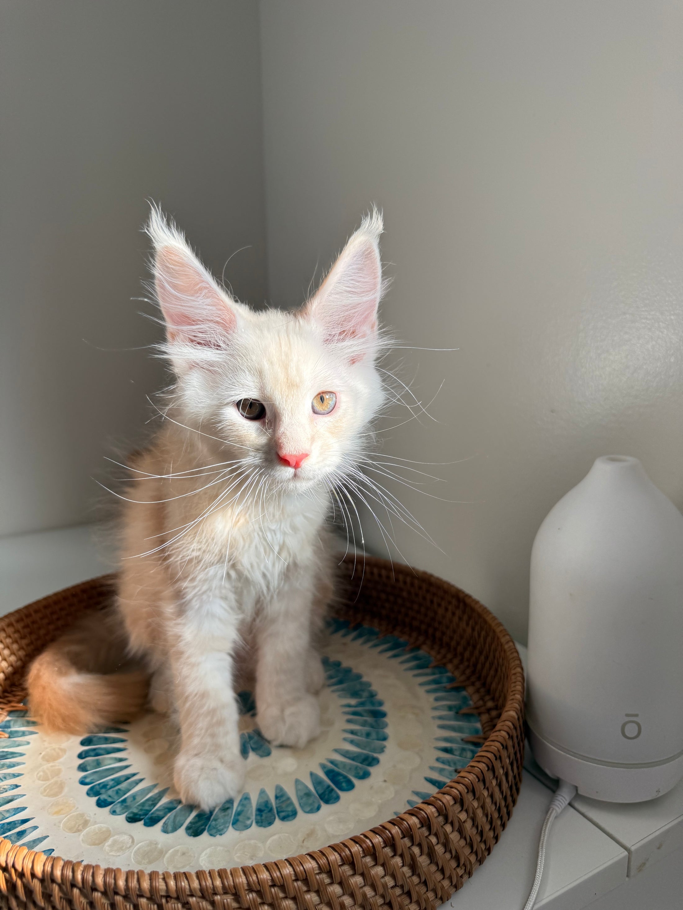 Red Smoke Maine Coon male / Located in Ottawa area