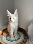 Load image into Gallery viewer, Red Smoke Maine Coon male / Located in Ottawa area
