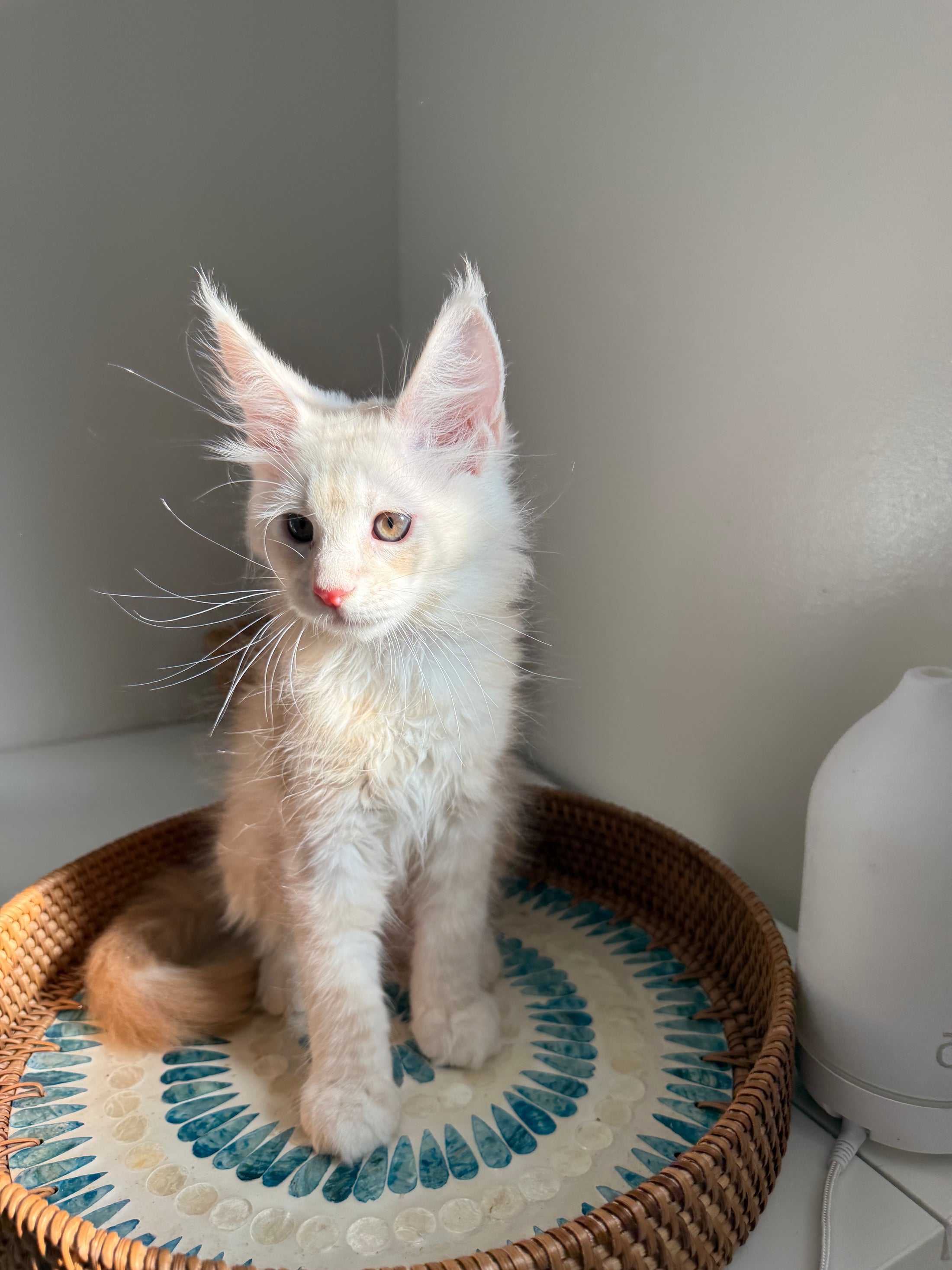 Red Smoke Maine Coon male / Located in Ottawa area