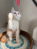 Load image into Gallery viewer, Red Smoke Maine Coon male / Located in Ottawa area
