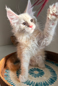 Load image into Gallery viewer, Red Smoke Maine Coon male / Located in Ottawa area
