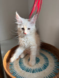Load image into Gallery viewer, Red Smoke Maine Coon male / Located in Ottawa area
