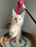 Load image into Gallery viewer, Red Smoke Maine Coon male / Located in Ottawa area
