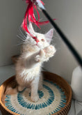 Load image into Gallery viewer, Red Smoke Maine Coon male / Located in Ottawa area
