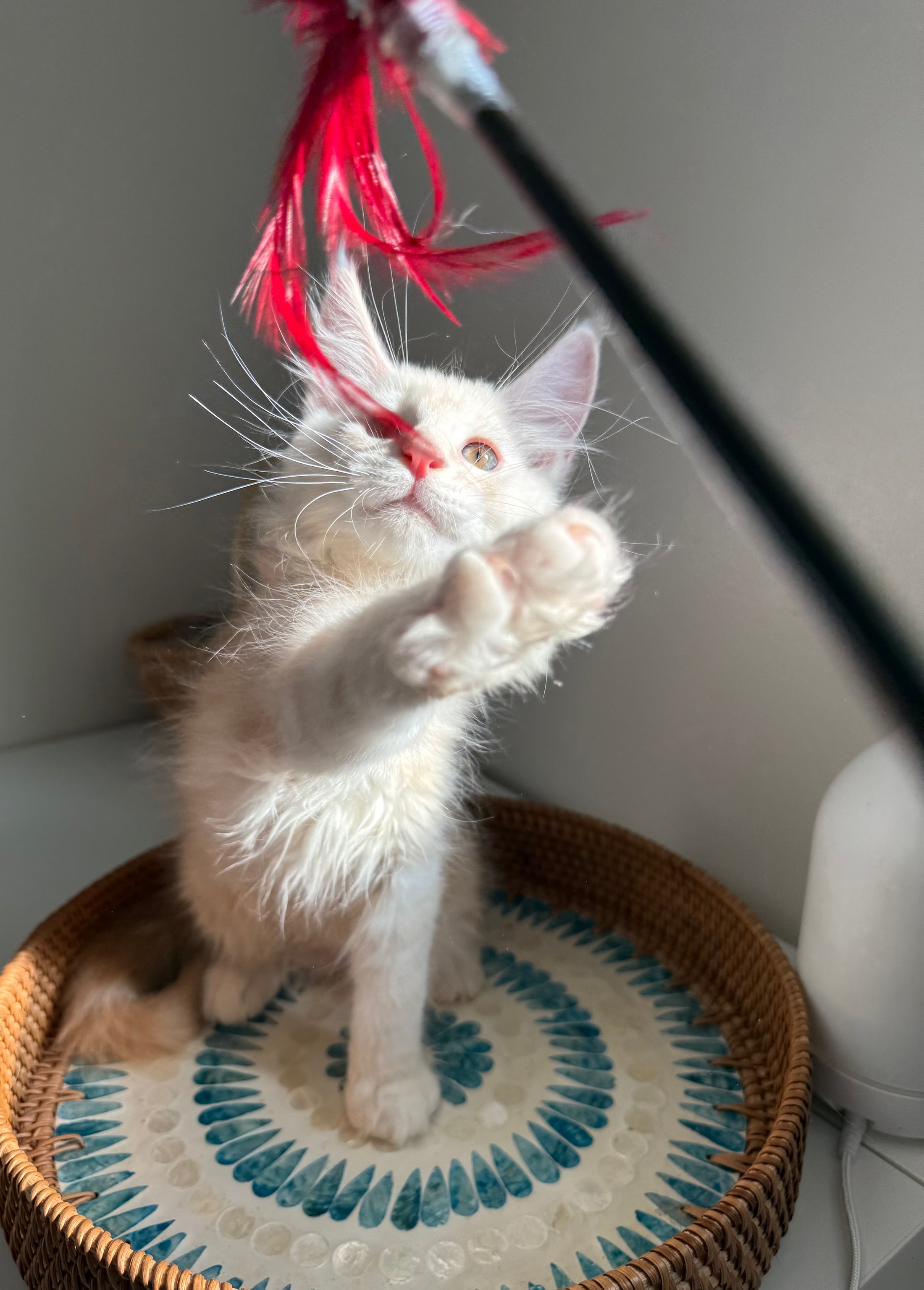 Red Smoke Maine Coon male / Located in Ottawa area