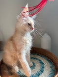 Load image into Gallery viewer, Red Smoke Maine Coon male / Located in Ottawa area

