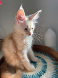 Load image into Gallery viewer, Red Smoke Maine Coon male / Located in Ottawa area
