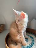 Load image into Gallery viewer, Red Smoke Maine Coon male / Located in Ottawa area
