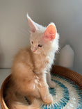 Load image into Gallery viewer, Red Smoke Maine Coon male / Located in Ottawa area
