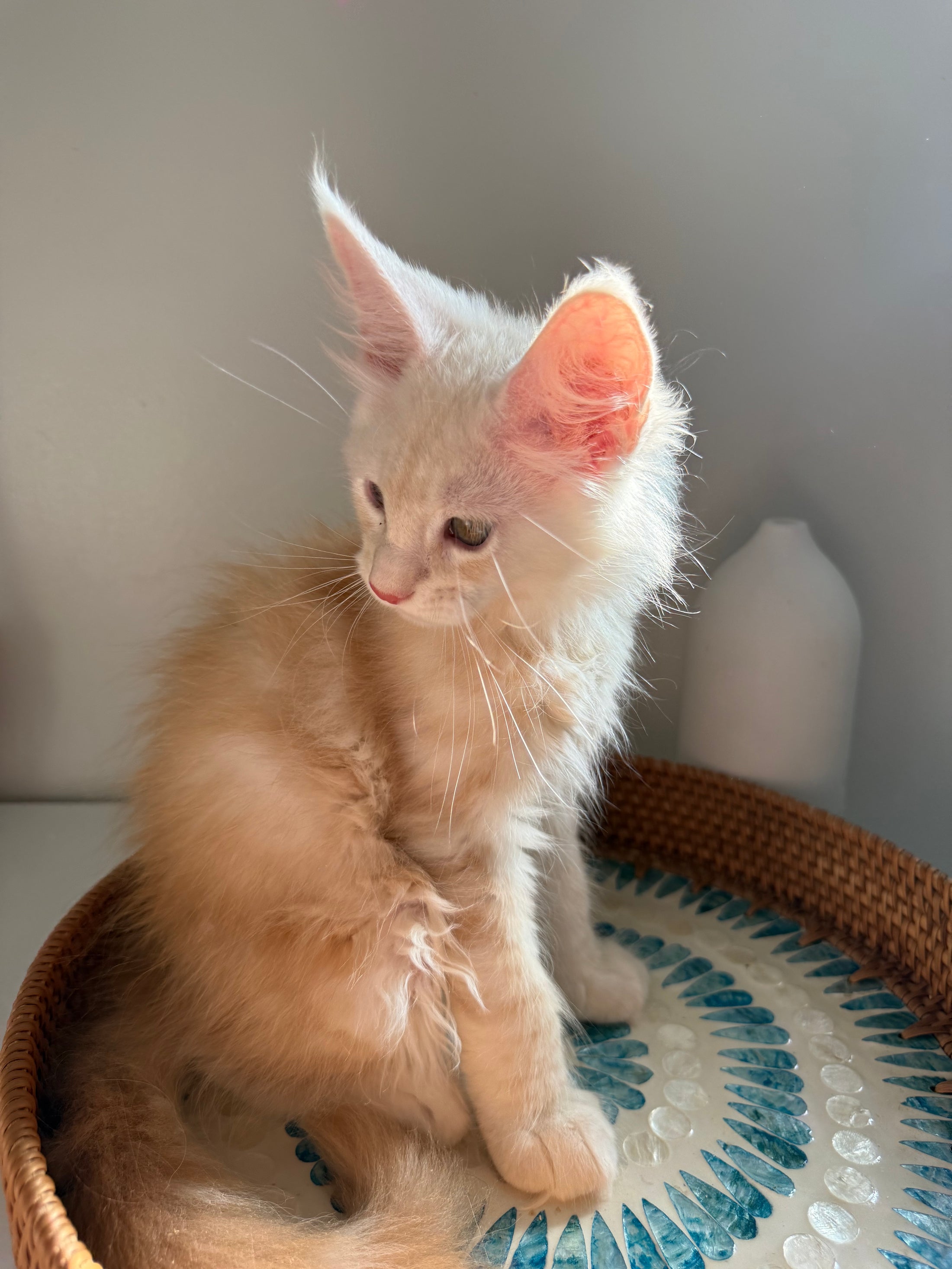 Red Smoke Maine Coon male / Located in Ottawa area