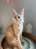 Load image into Gallery viewer, Red Smoke Maine Coon male / Located in Ottawa area
