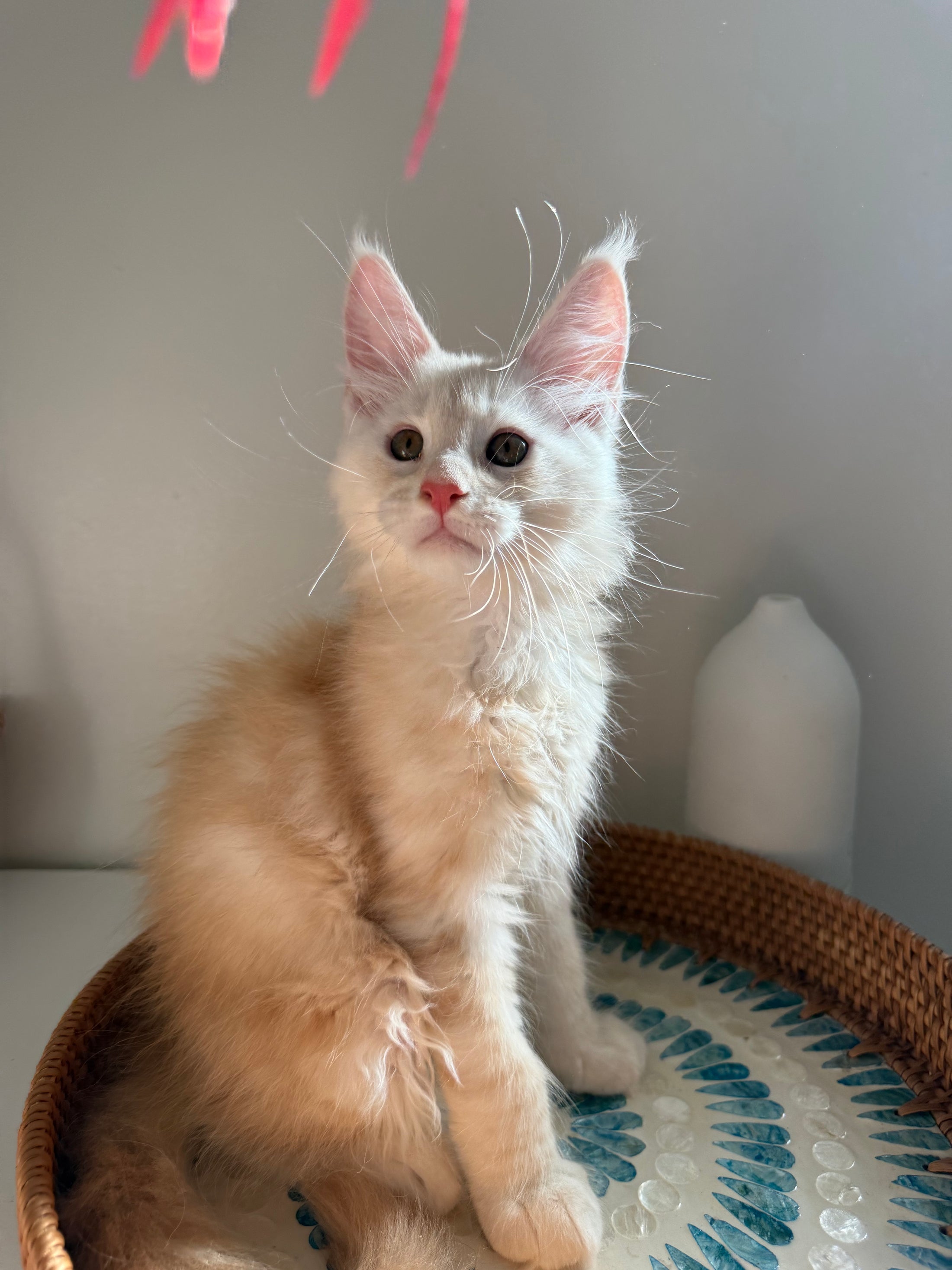 Red Smoke Maine Coon male / Located in Ottawa area