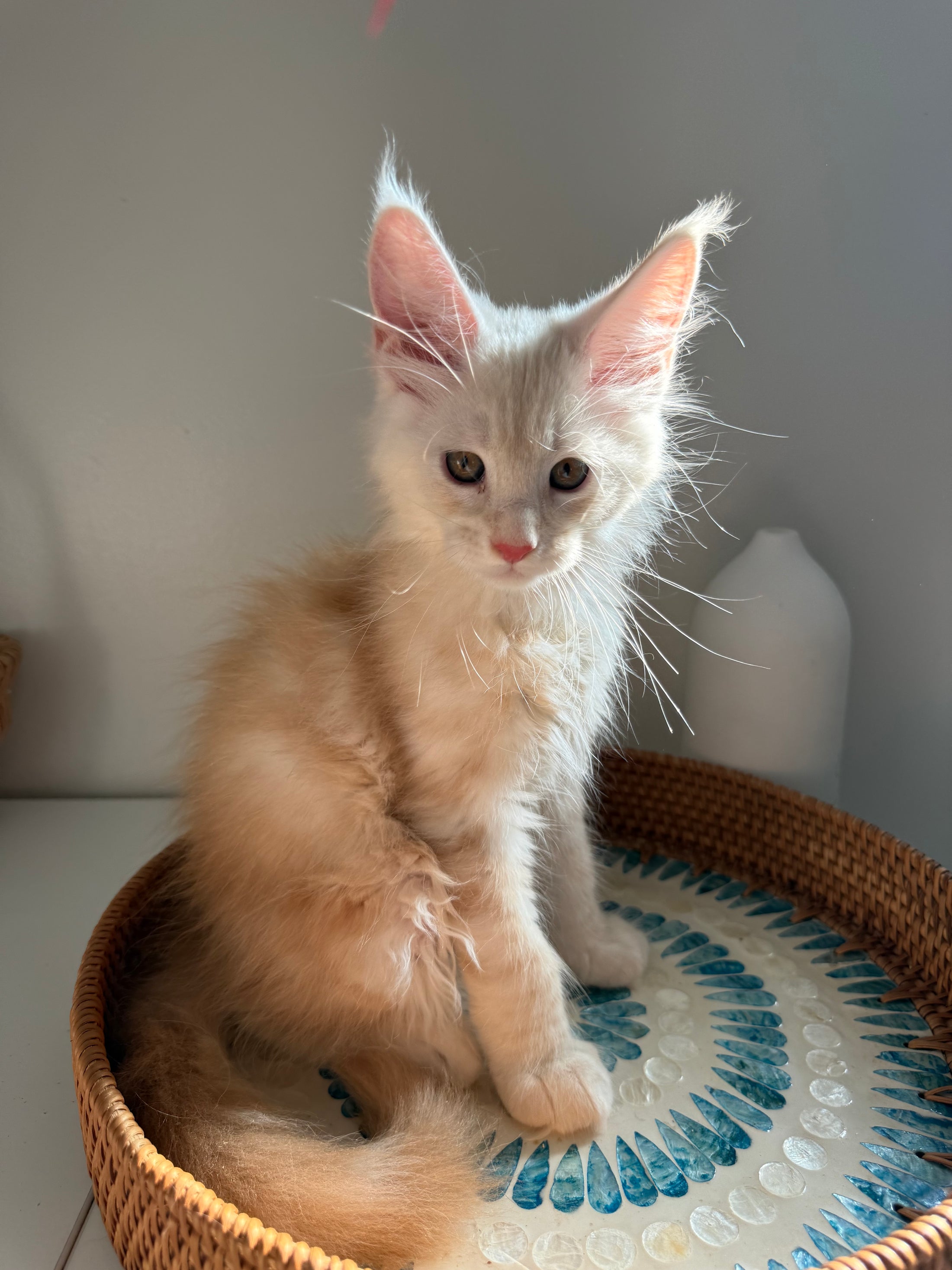 Red Smoke Maine Coon male / Located in Ottawa area