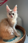 Load image into Gallery viewer, Red Smoke Maine Coon male / Located in Ottawa area
