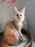 Load image into Gallery viewer, Red Smoke Maine Coon male / Located in Ottawa area
