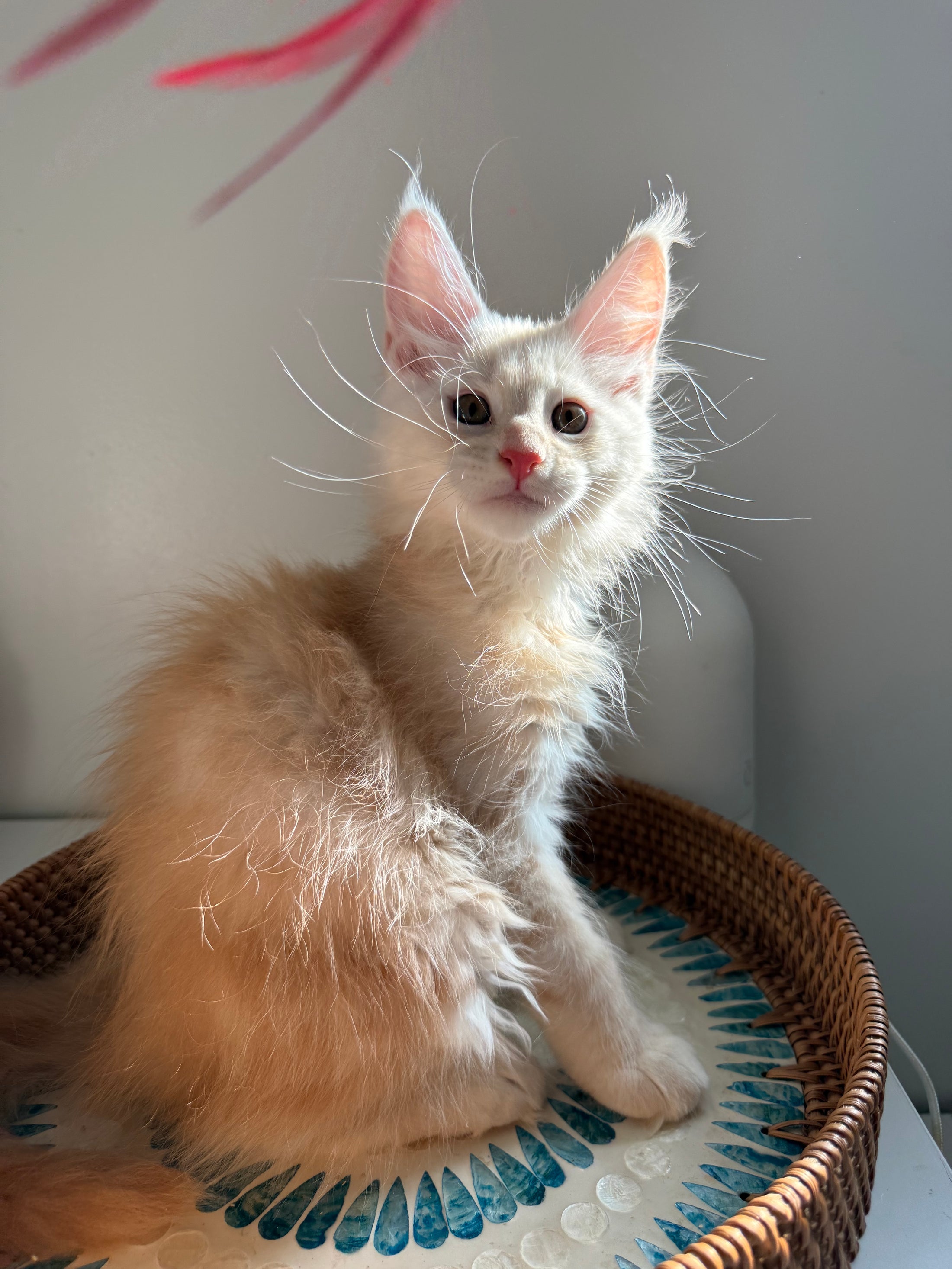 Red Smoke Maine Coon male / Located in Ottawa area
