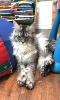 Load image into Gallery viewer, Black Silver Maine Coon Polydactyl older female / Located in Ottawa area Barrhaven / 1.5 years old
