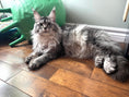Load image into Gallery viewer, Black Silver Maine Coon Polydactyl older female / Located in Ottawa area Barrhaven / 1.5 years old
