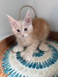 Load image into Gallery viewer, Red Silver Maine Coon Polydactyl male / Located in Ottawa area
