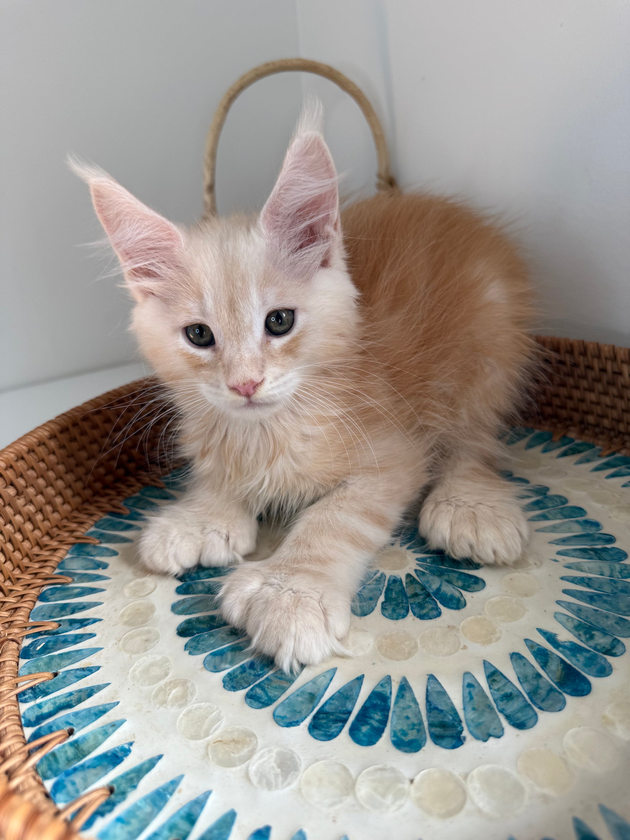 Red Silver Maine Coon Polydactyl male / Located in Ottawa area