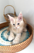 Load image into Gallery viewer, Red Silver Maine Coon Polydactyl male / Located in Ottawa area
