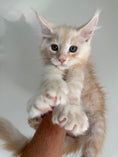 Load image into Gallery viewer, Red Silver Maine Coon Polydactyl male / Located in Ottawa area
