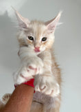 Load image into Gallery viewer, Red Silver Maine Coon Polydactyl male / Located in Ottawa area
