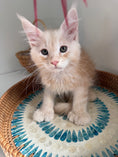 Load image into Gallery viewer, Red Silver Maine Coon Polydactyl male / Located in Ottawa area
