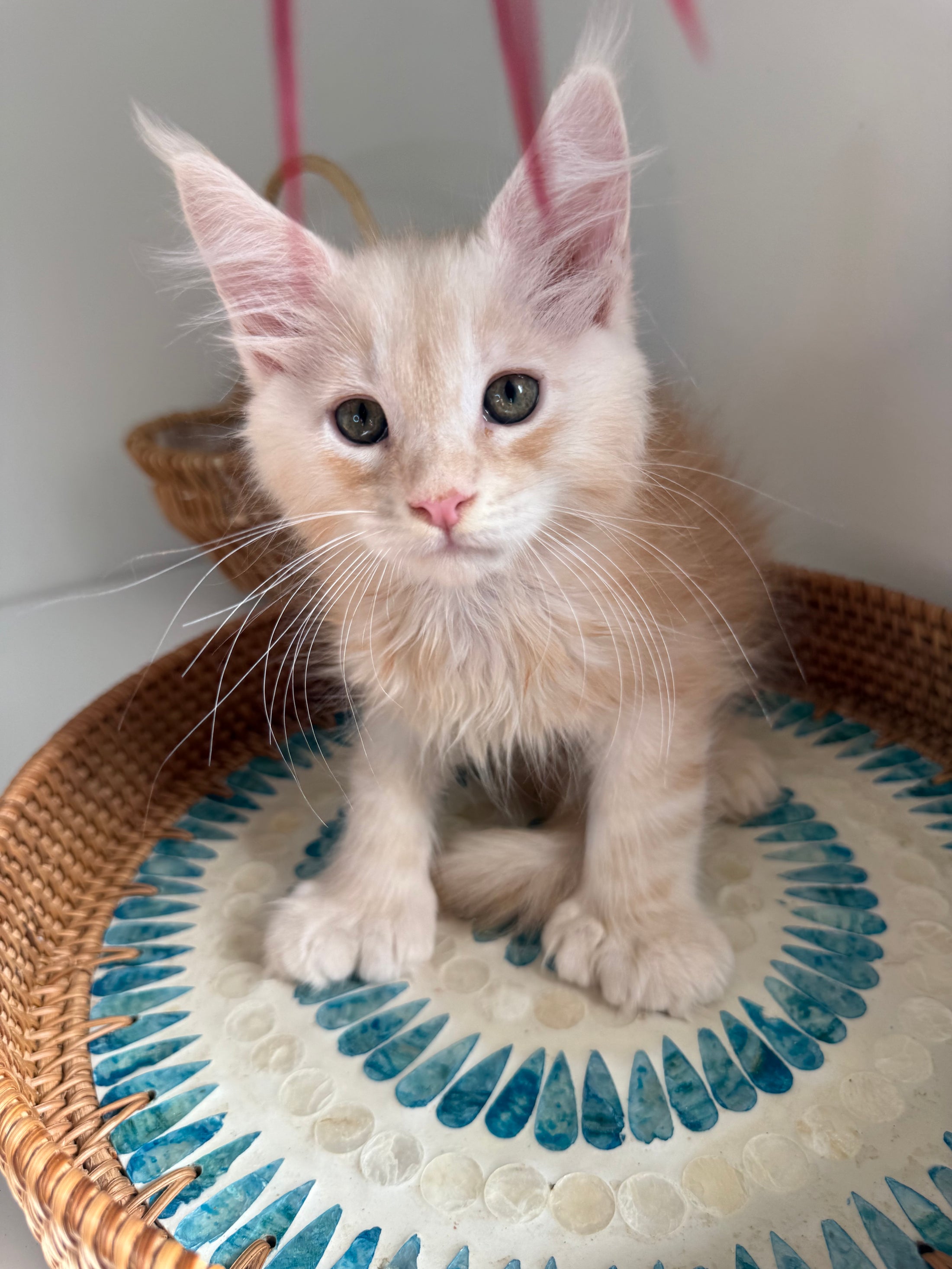 Red Silver Maine Coon Polydactyl male / Located in Ottawa area