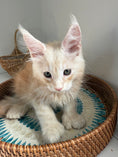 Load image into Gallery viewer, Red Silver Maine Coon Polydactyl male / Located in Ottawa area
